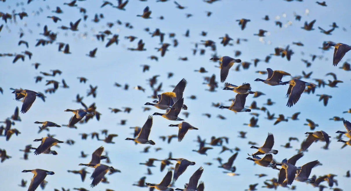 BIRD WATCHING TOUR