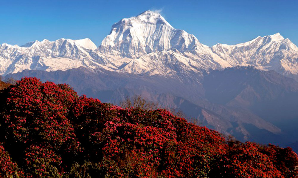  Trek to Ghorepani