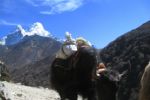  Explore Thyangboche Monastery