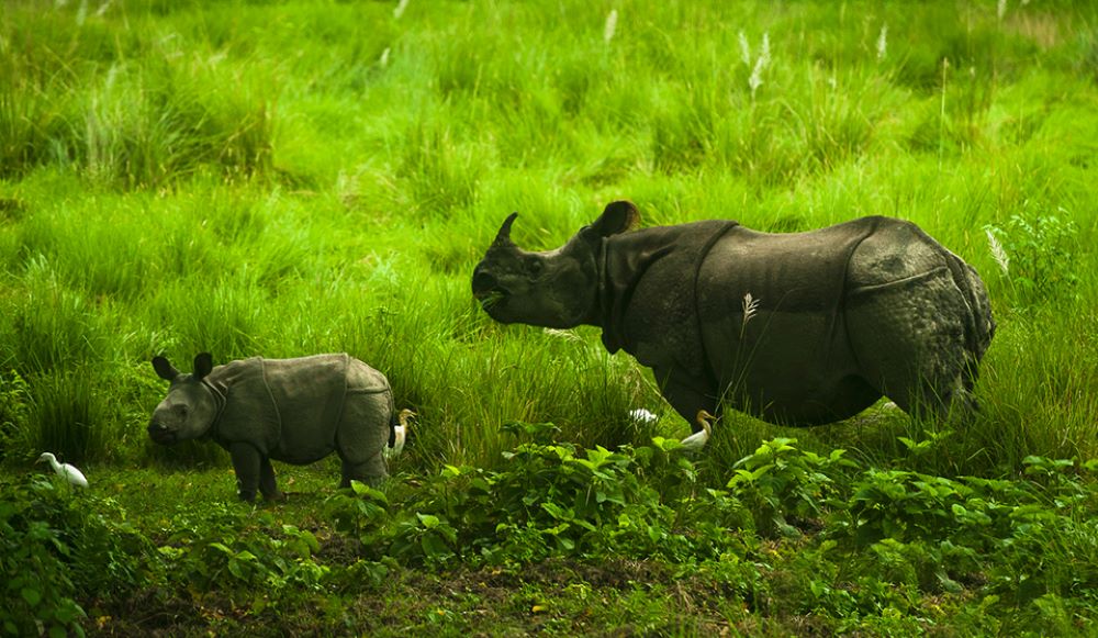 Wildlife activities in Chitwan National Park.'