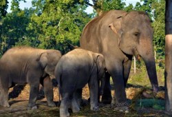 Elephant breeding centre