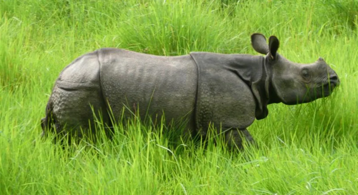 One-horned rhino in Chitwan National Park during a jungle safari, Glimpse of Nepal tour