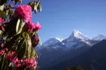 Poon Hill (3210 m). Trek back to Nayapul.