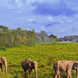 Thrilling Chitwan Wildlife Safari